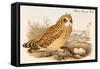 Short Eared Owl-John Gould-Framed Stretched Canvas