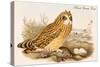 Short Eared Owl-John Gould-Stretched Canvas