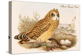 Short Eared Owl-John Gould-Stretched Canvas