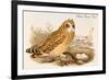 Short Eared Owl-John Gould-Framed Premium Giclee Print