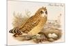 Short Eared Owl-John Gould-Mounted Premium Giclee Print
