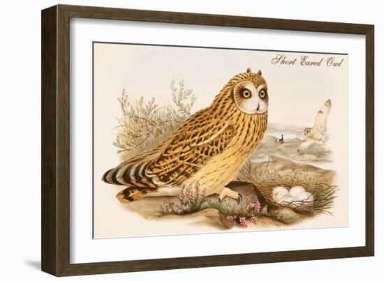 Short Eared Owl-John Gould-Framed Art Print