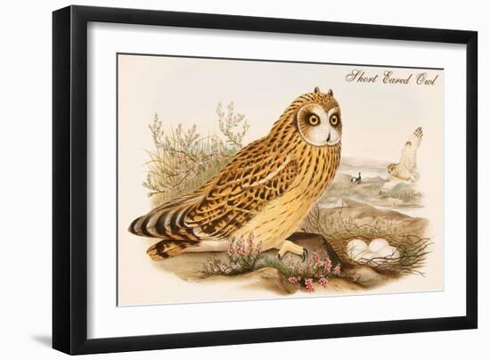 Short Eared Owl-John Gould-Framed Art Print