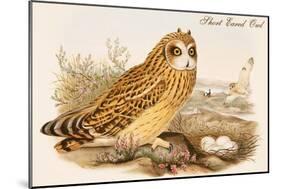 Short Eared Owl-John Gould-Mounted Art Print