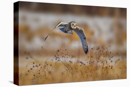 Short Eared Owl-Jian Xu-Stretched Canvas