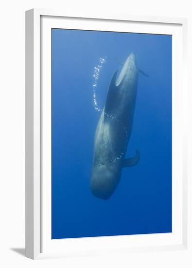 Short Finned Pilot Whale Diving with Air Bubble Trail, Pico, Azores, Portugal, June 2009-Lundgren-Framed Premium Photographic Print