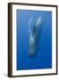 Short Finned Pilot Whale Diving with Air Bubble Trail, Pico, Azores, Portugal, June 2009-Lundgren-Framed Premium Photographic Print