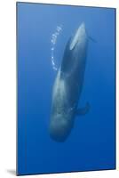 Short Finned Pilot Whale Diving with Air Bubble Trail, Pico, Azores, Portugal, June 2009-Lundgren-Mounted Premium Photographic Print