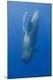 Short Finned Pilot Whale Diving with Air Bubble Trail, Pico, Azores, Portugal, June 2009-Lundgren-Mounted Premium Photographic Print
