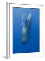 Short Finned Pilot Whale Diving with Air Bubble Trail, Pico, Azores, Portugal, June 2009-Lundgren-Framed Photographic Print