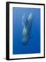 Short Finned Pilot Whale Diving with Air Bubble Trail, Pico, Azores, Portugal, June 2009-Lundgren-Framed Photographic Print