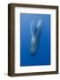 Short Finned Pilot Whale Diving with Air Bubble Trail, Pico, Azores, Portugal, June 2009-Lundgren-Framed Photographic Print