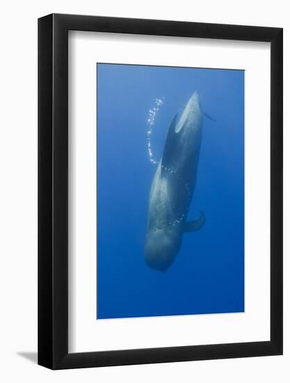 Short Finned Pilot Whale Diving with Air Bubble Trail, Pico, Azores, Portugal, June 2009-Lundgren-Framed Photographic Print