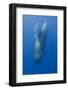 Short Finned Pilot Whale Diving with Air Bubble Trail, Pico, Azores, Portugal, June 2009-Lundgren-Framed Photographic Print