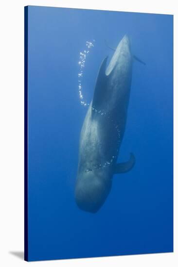 Short Finned Pilot Whale Diving with Air Bubble Trail, Pico, Azores, Portugal, June 2009-Lundgren-Stretched Canvas