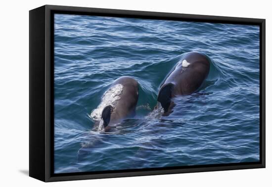 Short-Finned Pilot Whale (Globicephala Macrorhynchus) Cow and Calf Surfacing Off Isla San Marcos-Michael Nolan-Framed Stretched Canvas