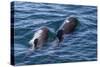 Short-Finned Pilot Whale (Globicephala Macrorhynchus) Cow and Calf Surfacing Off Isla San Marcos-Michael Nolan-Stretched Canvas