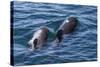 Short-Finned Pilot Whale (Globicephala Macrorhynchus) Cow and Calf Surfacing Off Isla San Marcos-Michael Nolan-Stretched Canvas