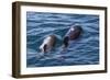 Short-Finned Pilot Whale (Globicephala Macrorhynchus) Cow and Calf Surfacing Off Isla San Marcos-Michael Nolan-Framed Photographic Print