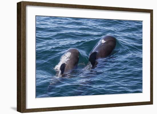 Short-Finned Pilot Whale (Globicephala Macrorhynchus) Cow and Calf Surfacing Off Isla San Marcos-Michael Nolan-Framed Photographic Print