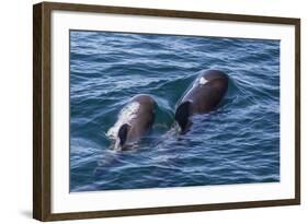 Short-Finned Pilot Whale (Globicephala Macrorhynchus) Cow and Calf Surfacing Off Isla San Marcos-Michael Nolan-Framed Photographic Print