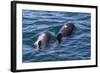 Short-Finned Pilot Whale (Globicephala Macrorhynchus) Cow and Calf Surfacing Off Isla San Marcos-Michael Nolan-Framed Photographic Print