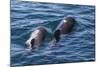 Short-Finned Pilot Whale (Globicephala Macrorhynchus) Cow and Calf Surfacing Off Isla San Marcos-Michael Nolan-Mounted Photographic Print