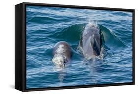 Short-Finned Pilot Whale (Globicephala Macrorhynchus) Cow and Calf Surfacing Off Isla San Marcos-Michael Nolan-Framed Stretched Canvas