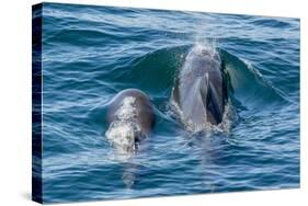 Short-Finned Pilot Whale (Globicephala Macrorhynchus) Cow and Calf Surfacing Off Isla San Marcos-Michael Nolan-Stretched Canvas