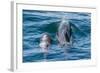 Short-Finned Pilot Whale (Globicephala Macrorhynchus) Cow and Calf Surfacing Off Isla San Marcos-Michael Nolan-Framed Photographic Print