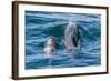 Short-Finned Pilot Whale (Globicephala Macrorhynchus) Cow and Calf Surfacing Off Isla San Marcos-Michael Nolan-Framed Photographic Print