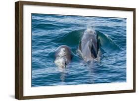 Short-Finned Pilot Whale (Globicephala Macrorhynchus) Cow and Calf Surfacing Off Isla San Marcos-Michael Nolan-Framed Photographic Print