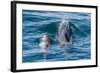 Short-Finned Pilot Whale (Globicephala Macrorhynchus) Cow and Calf Surfacing Off Isla San Marcos-Michael Nolan-Framed Photographic Print