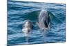 Short-Finned Pilot Whale (Globicephala Macrorhynchus) Cow and Calf Surfacing Off Isla San Marcos-Michael Nolan-Mounted Photographic Print