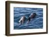 Short-Finned Pilot Whale (Globicephala Macrorhynchus) Cow and Calf Surfacing Off Isla San Marcos-Michael Nolan-Framed Photographic Print