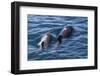 Short-Finned Pilot Whale (Globicephala Macrorhynchus) Cow and Calf Surfacing Off Isla San Marcos-Michael Nolan-Framed Photographic Print