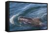 Short-Finned Pilot Whale (Globicephala Macrorhynchus) Surfacing Off Isla San Marcos-Michael Nolan-Framed Stretched Canvas