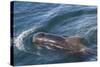 Short-Finned Pilot Whale (Globicephala Macrorhynchus) Surfacing Off Isla San Marcos-Michael Nolan-Stretched Canvas