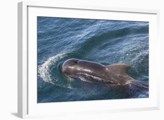 Short-Finned Pilot Whale (Globicephala Macrorhynchus) Surfacing Off Isla San Marcos-Michael Nolan-Framed Photographic Print