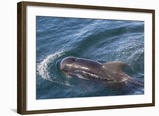 Short-Finned Pilot Whale (Globicephala Macrorhynchus) Surfacing Off Isla San Marcos-Michael Nolan-Framed Photographic Print