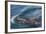 Short-Finned Pilot Whale (Globicephala Macrorhynchus) Surfacing Off Isla San Marcos-Michael Nolan-Framed Photographic Print