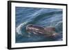 Short-Finned Pilot Whale (Globicephala Macrorhynchus) Surfacing Off Isla San Marcos-Michael Nolan-Framed Photographic Print