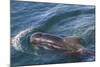 Short-Finned Pilot Whale (Globicephala Macrorhynchus) Surfacing Off Isla San Marcos-Michael Nolan-Mounted Photographic Print