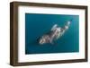 Short-finned pilot whale (Globicephala macrorhynchus), underwater off Isla San Marcos, Mexico-Michael Nolan-Framed Photographic Print