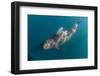 Short-finned pilot whale (Globicephala macrorhynchus), underwater off Isla San Marcos, Mexico-Michael Nolan-Framed Photographic Print