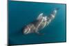 Short-finned pilot whale (Globicephala macrorhynchus), underwater off Isla San Marcos, Mexico-Michael Nolan-Mounted Photographic Print