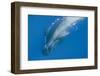 Short Finned Pilot Whale (Globicephala Macrorhynchus) with Air Bubble Trail, Pico, Azores, Portugal-Lundgren-Framed Photographic Print