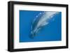 Short Finned Pilot Whale (Globicephala Macrorhynchus) with Air Bubble Trail, Pico, Azores, Portugal-Lundgren-Framed Photographic Print