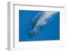 Short Finned Pilot Whale (Globicephala Macrorhynchus) with Air Bubble Trail, Pico, Azores, Portugal-Lundgren-Framed Photographic Print