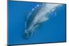 Short Finned Pilot Whale (Globicephala Macrorhynchus) with Air Bubble Trail, Pico, Azores, Portugal-Lundgren-Mounted Photographic Print